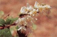 ウツギの花とウツギノヒメハナバチの画像