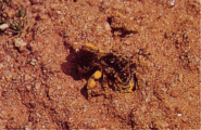 巣穴に花粉と蜜を運ぶ雌バチの画像