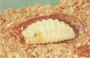 越冬中の幼虫の画像