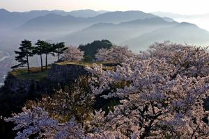 竹田城跡桜