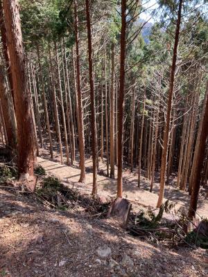 間伐整備を実施したヒノキ人工林