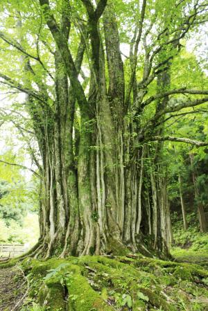 市を代表する巨樹の一つ、糸井の大カツラ