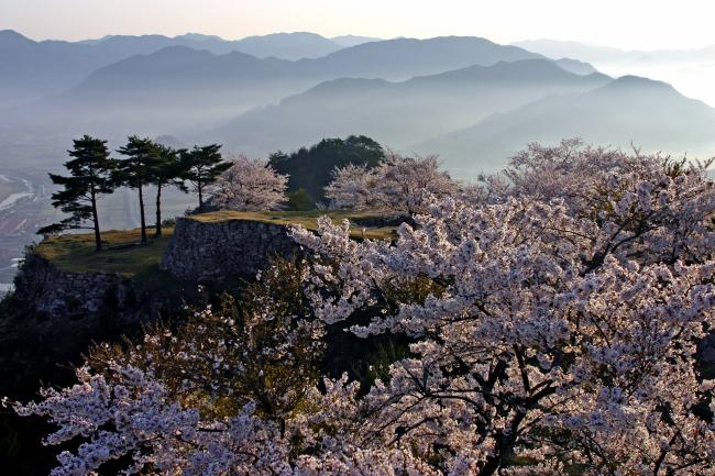 竹田城の桜