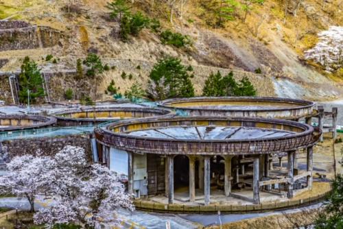 シックナーの桜