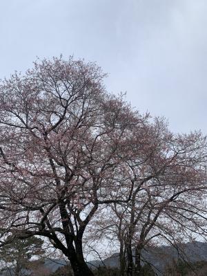 駐車場周辺の桜の開花状況