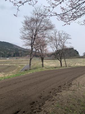 駐車場周辺の桜の開花状況