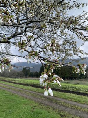 公園内桜の状況４／２