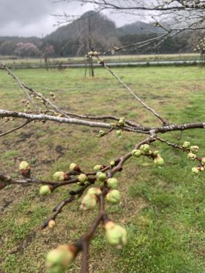 公園内桜の状況４／２