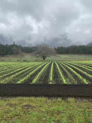 菜の花の状況　4／２